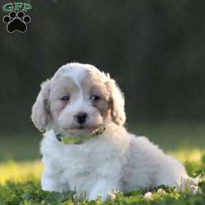 Emmi, Maltipoo Puppy